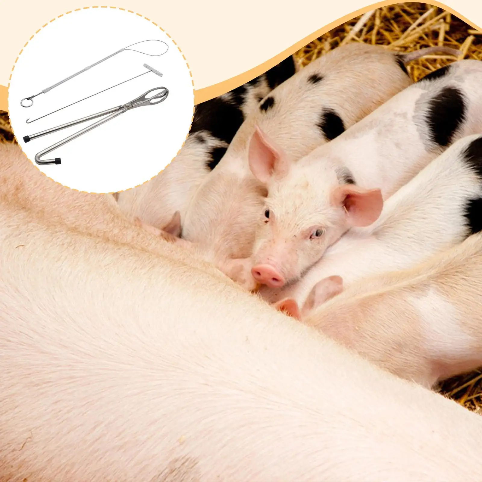 3Pcs Pig Midwifery Tools Kit Stainless Steel Easy to Use Accessories Durability Sturdy Equipment Tool for Goat Cow