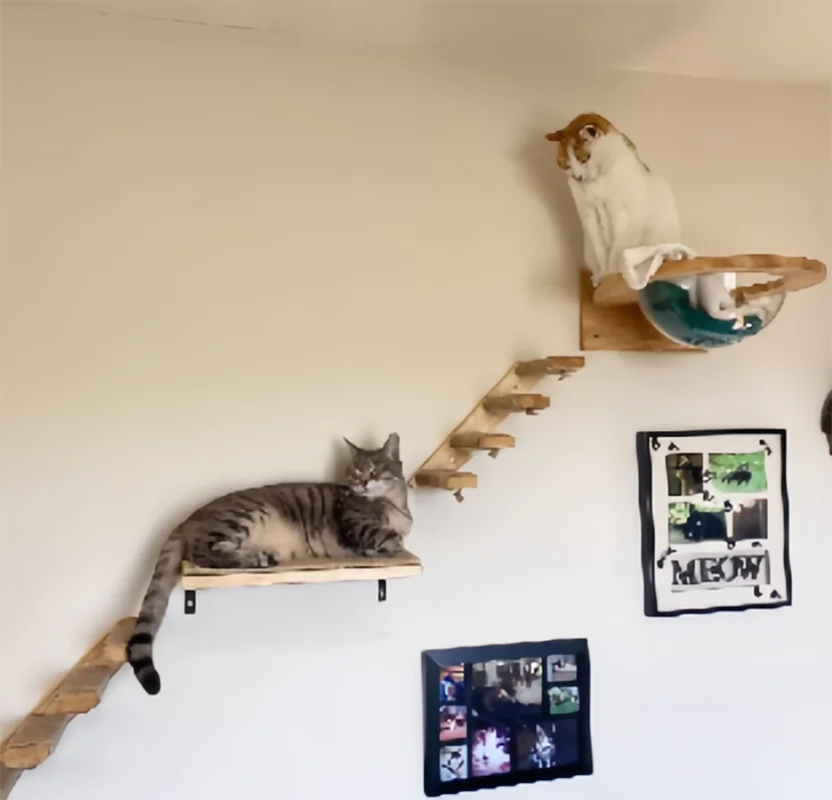 Marco de escalada para mascotas, nido para gatos montado en la pared, árbol para gatos, poste rascador para gatos de Sisal, plataforma para saltar en la nube, peldaños de madera ecológicos Cz - imagen 5