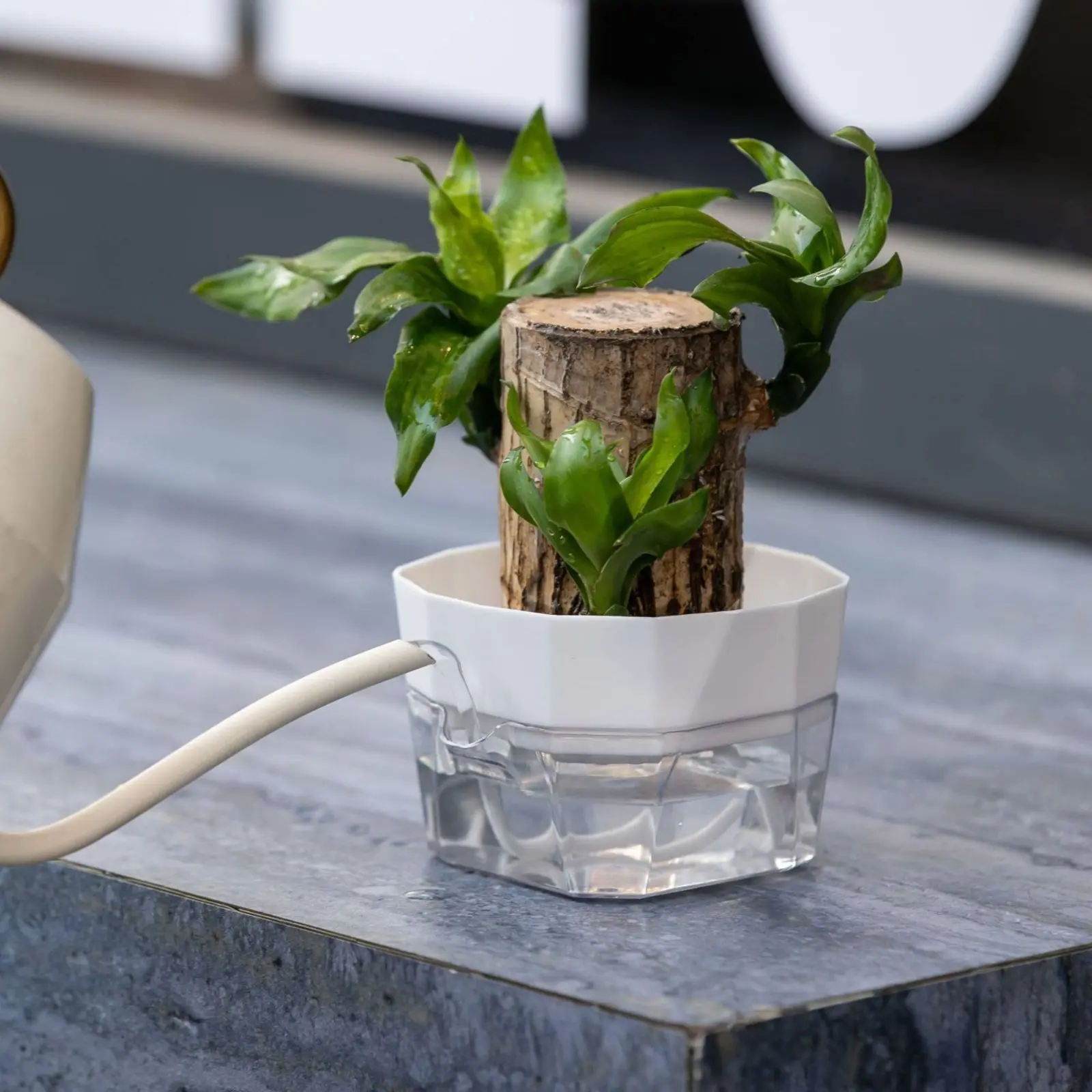 Maceta hidropónica 2 niveles base transparente cultivo bulbos gatos - imagen 3
