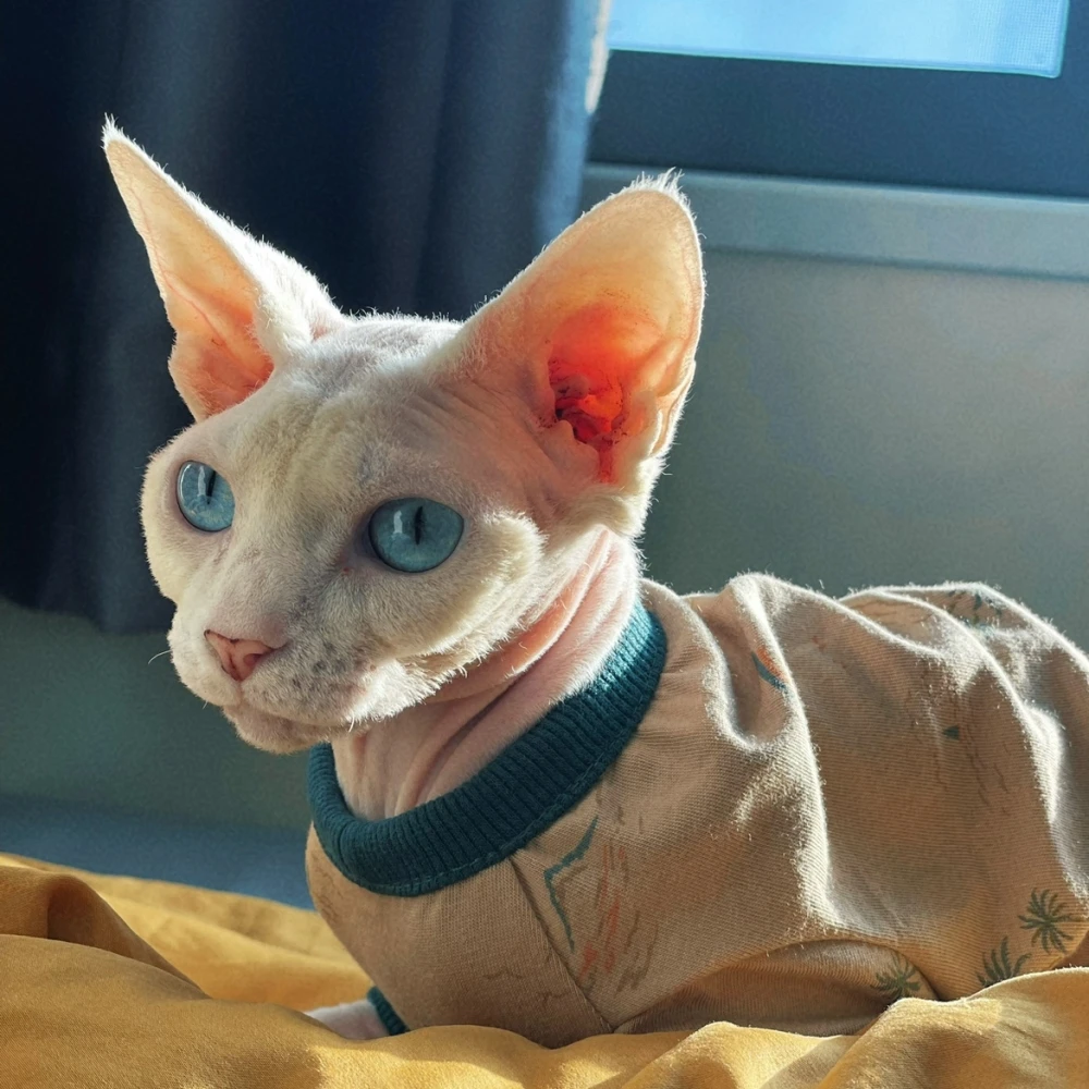 Ropa de gatos Camisa de dibujos animados de algodón de primavera para Sphynx Abrigo de manga larga para gatitos Sudadera caqui de moda de verano para Devon Rex - imagen 5