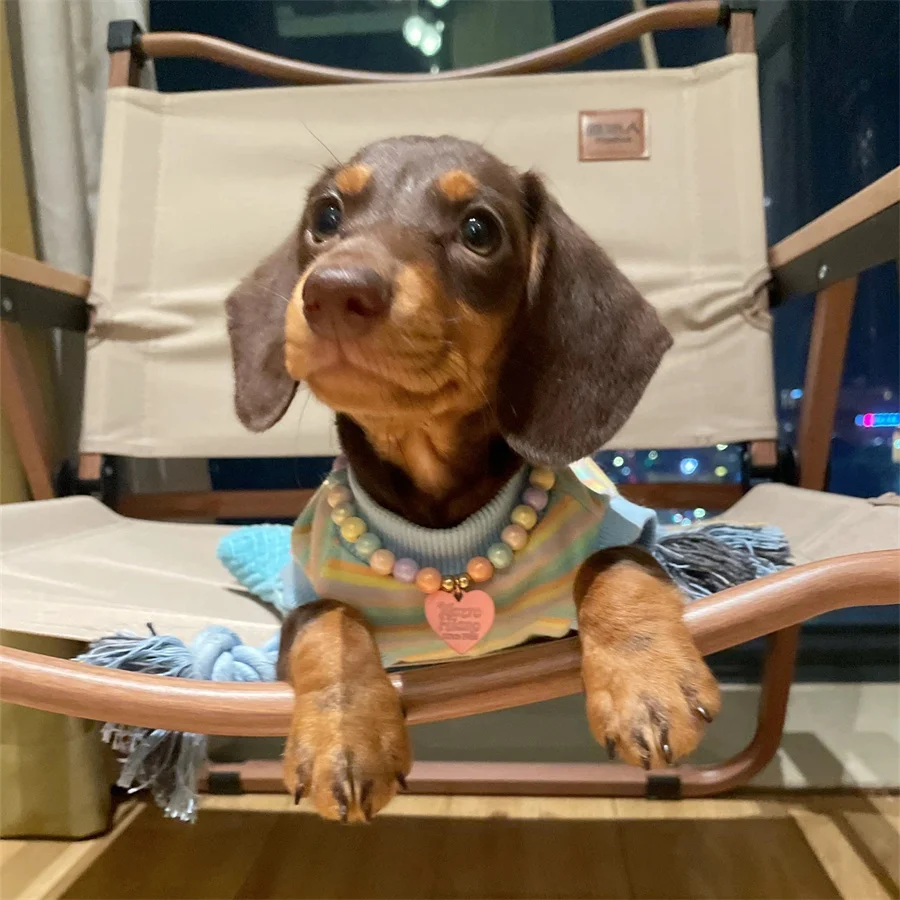 Chaleco para cachorros, ropa de primavera y verano para perros pequeños y medianos, ropa a rayas dulces para perros salchicha, Wiener, tejano, salchicha - imagen 3