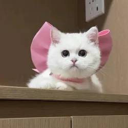 Collar lazo decorativo para gatos y perros pequeños con cierre seguro