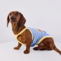 Blue Vest