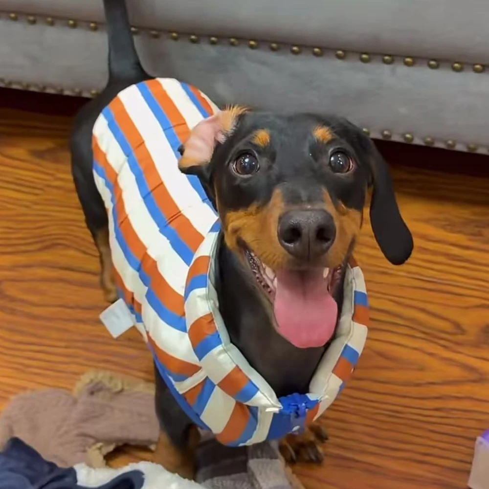 Chaqueta de invierno para perro salchicha blanca y azul con botones - imagen 3