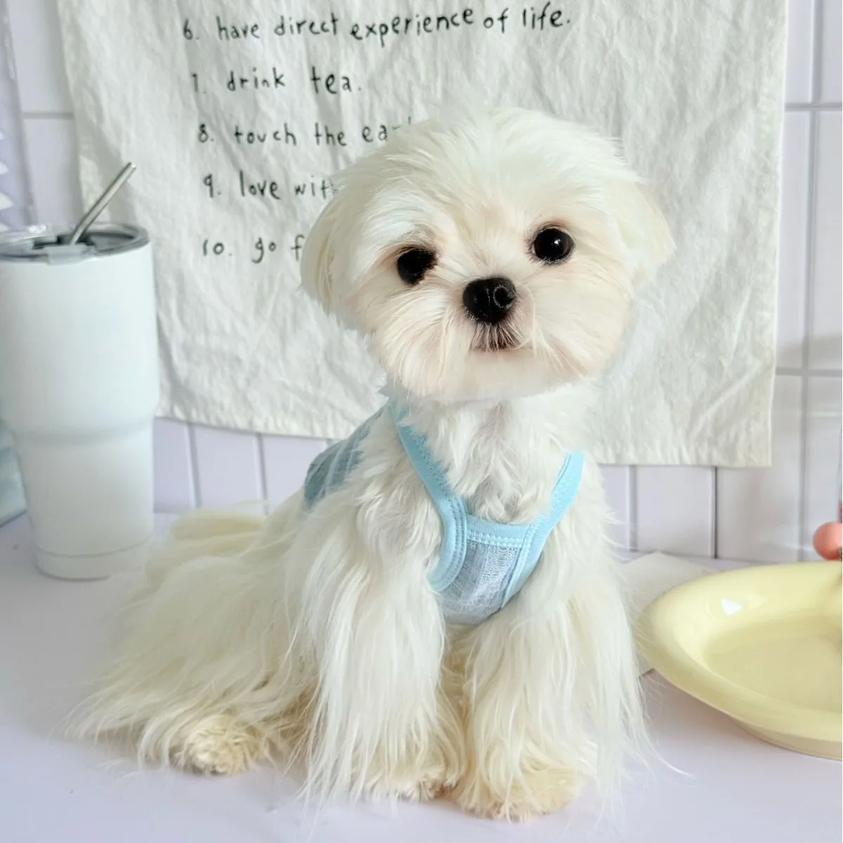 Camisola fina de color caramelo para primavera y verano para mascotas, chaleco fresco con oso de peluche, vestido para gatos y mascotas, ropa para cachorros, chaleco refrescante para perros - imagen 2