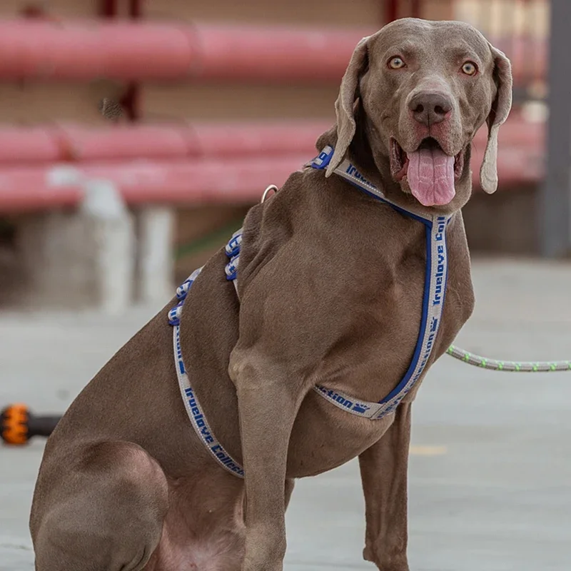 Winhyepet-arnés para perros con correa para mascotas, chaleco ajustable, reflectante, antideslizante, accesorios para caminar y viajar para perros pequeños, Meduim y grandes - imagen 5