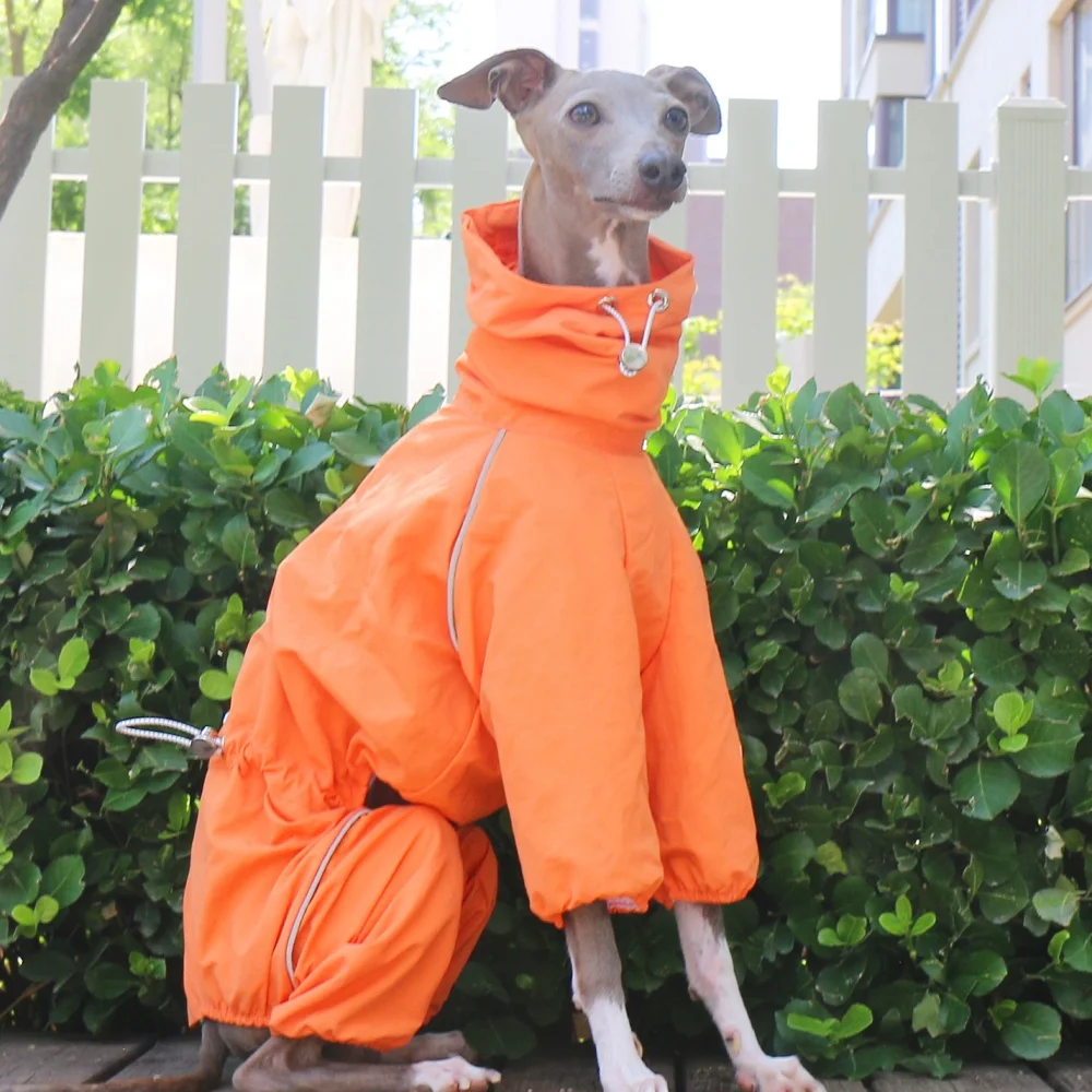 Chaqueta naranja de cuello alto ajustable a prueba de viento de verano para galgo italiano, impermeable de primavera con cremallera en la espalda para Whippet - imagen 2