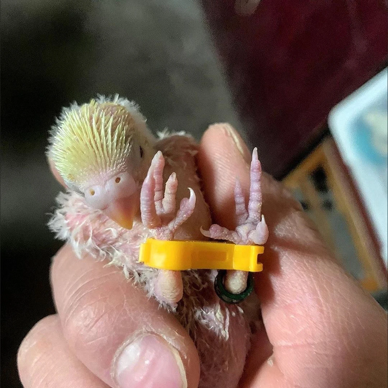 Corrector de loros de 4/5/6 mm, rutina, pollo, periquito, periquito peonía, cacatúa, polluelo, anillo corrector de ocho caracteres, suministros para aves - imagen 4