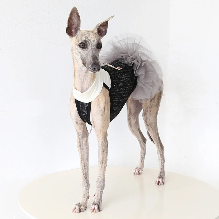 Falda tulle para galgo italiano, whippet y perros medianos y grandes