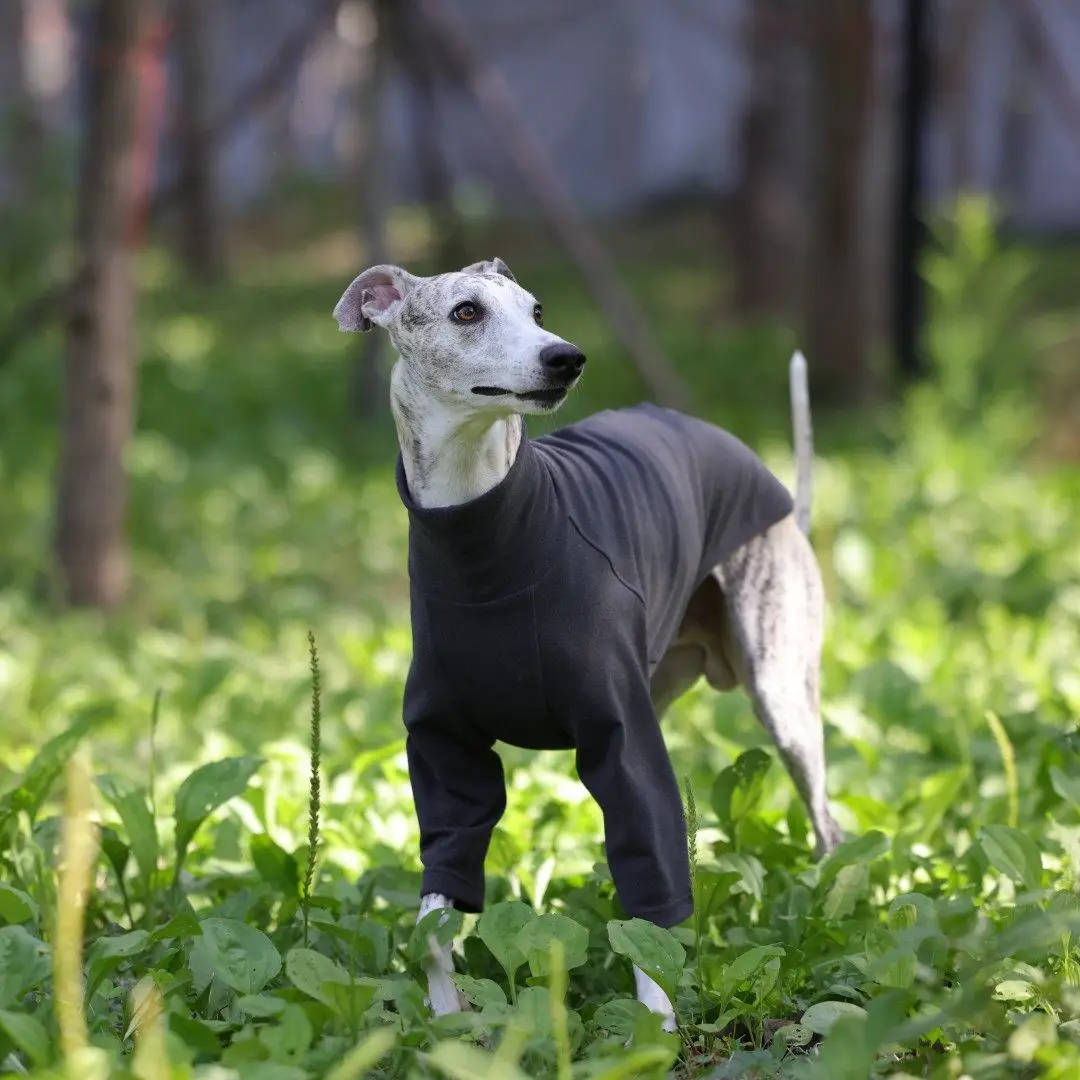 Camiseta suave para Galgo Italiano y Whippet – Invierno y primavera