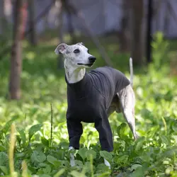 Camiseta suave para Galgo Italiano y Whippet – Invierno y primavera