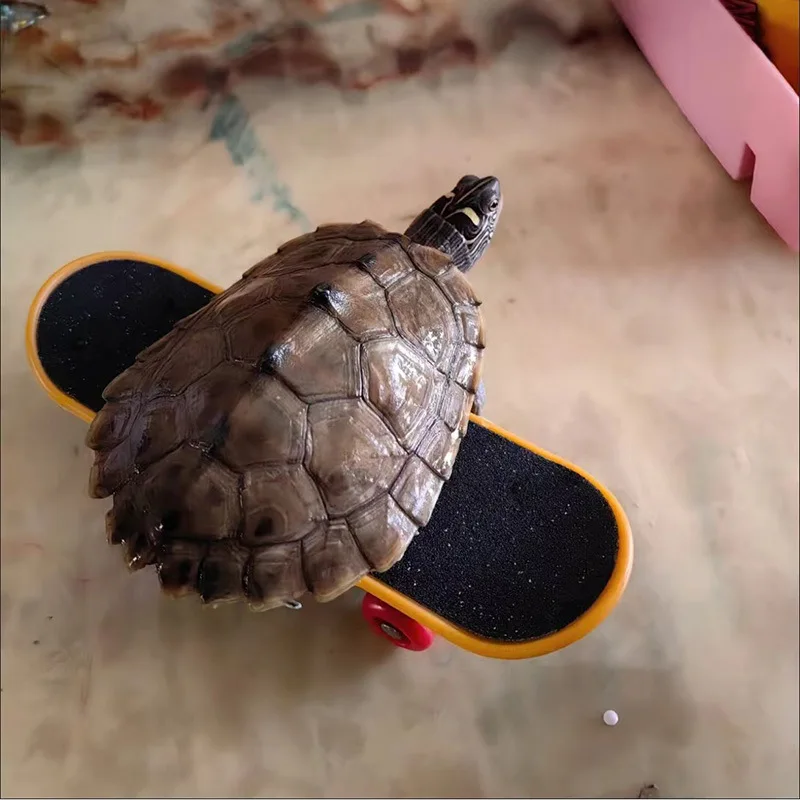 Patineta rodante con ruedas antideslizantes para tortugas, aves y loro - imagen 4
