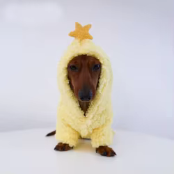 Suéter polar con capucha estrella para dachshund