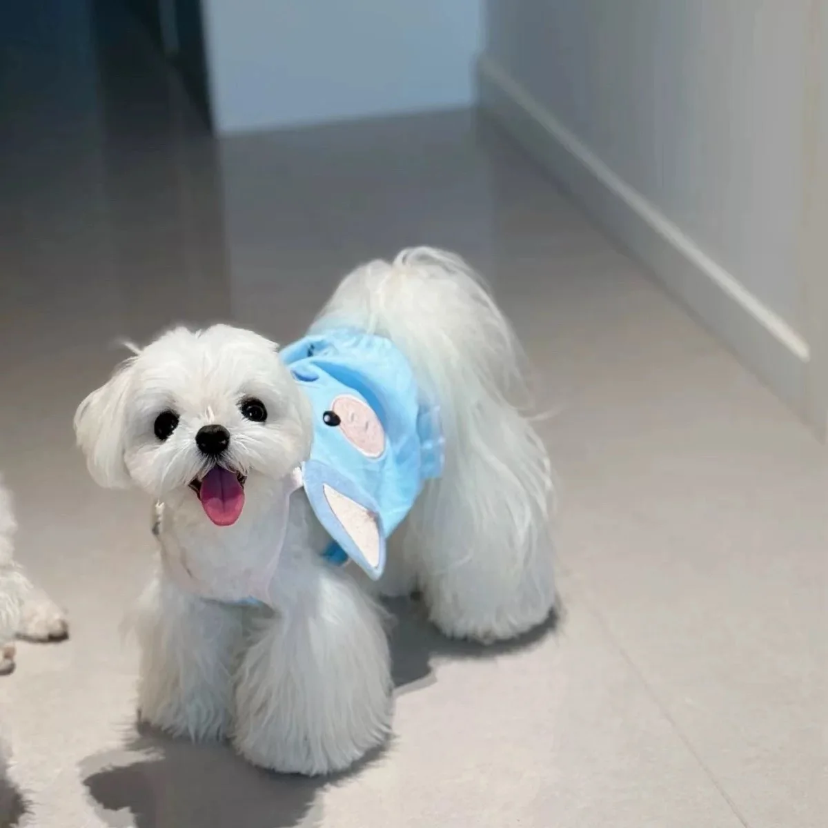 Chaleco de otoño e invierno para mascotas, camisa Base para perros, chaleco fino bonito para perros pequeños, ropa para cachorros, ropa para perros pequeños - imagen 3