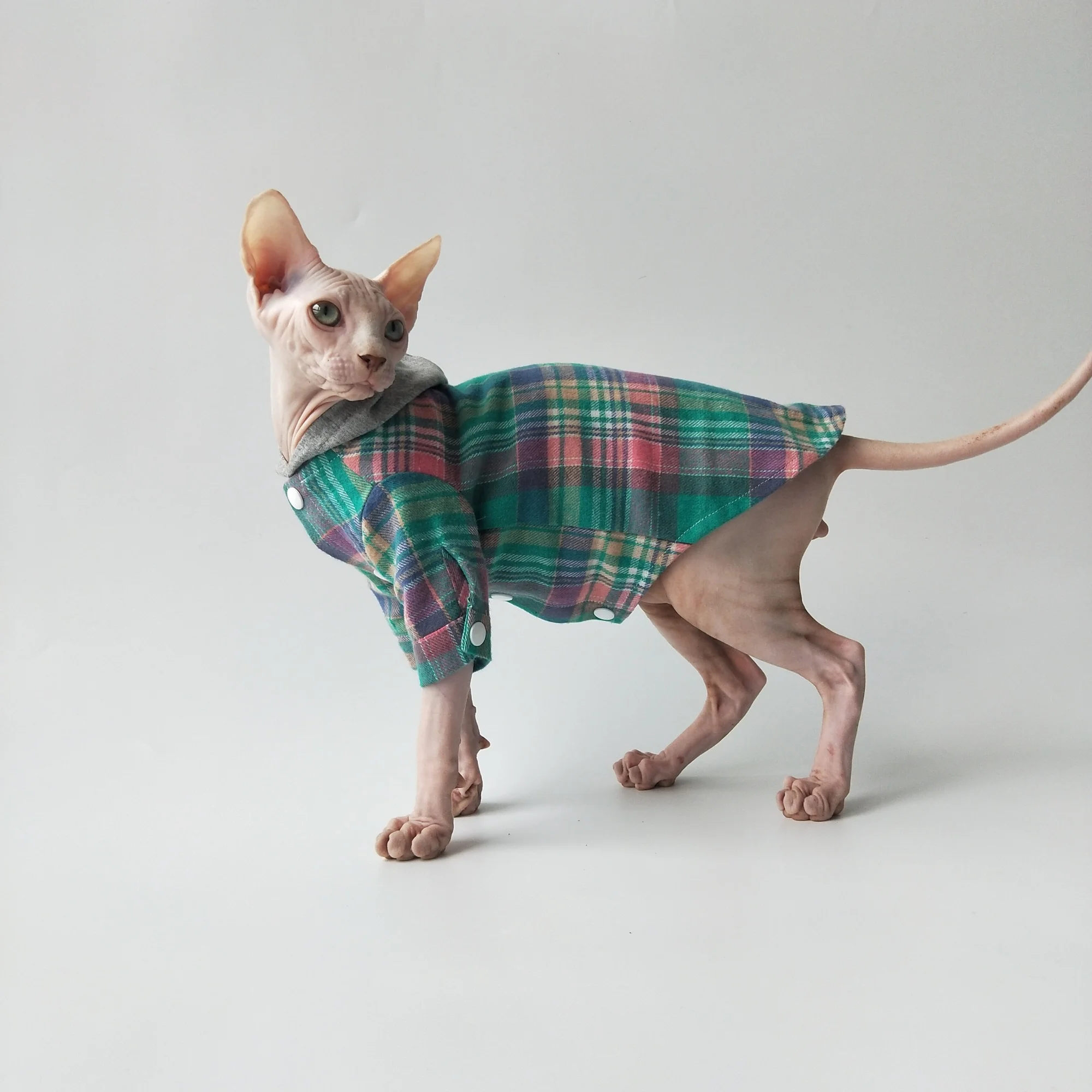 Abrigo de moda para gato sin pelo en primavera Camisa a cuadros de manga larga con capucha azul y botones para Esfinge en verano Traje suave fácil de poner para gatitos - imagen 2
