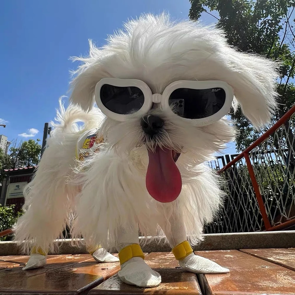 Gafas de Sol para Perros Pequeños - Piloto Retro y Fotografía - imagen 5