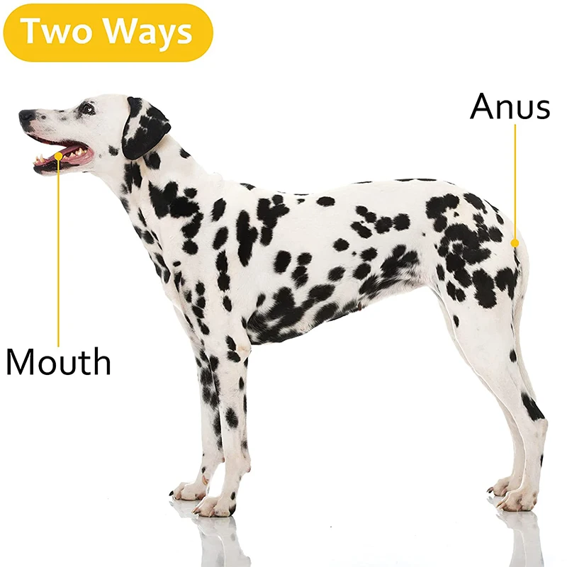 Termómetro Digital Mascotas Veterinario - imagen 5