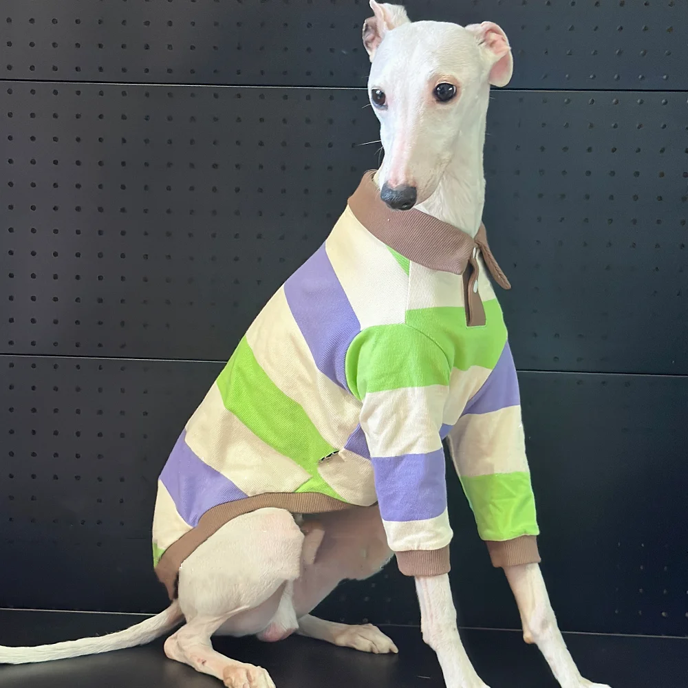 Camiseta de primavera para Italia Greyhound British Gentleman Style Polo de algodón a rayas verde caqui Pijama de agua para perros domésticos en otoño - imagen 3