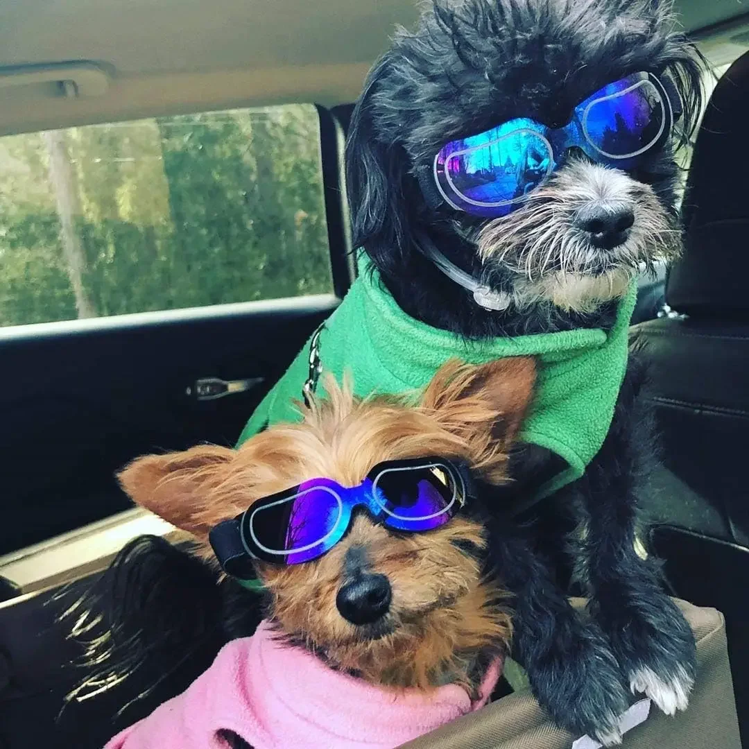 ATUBAN Casco para Perros Gafas de Sol para Perros Pequeños, Gafas con protección UV para Perros Sombrero Deportivo para Perros medianos, para Perros Conducción al Aire Libre para Caminar - imagen 2