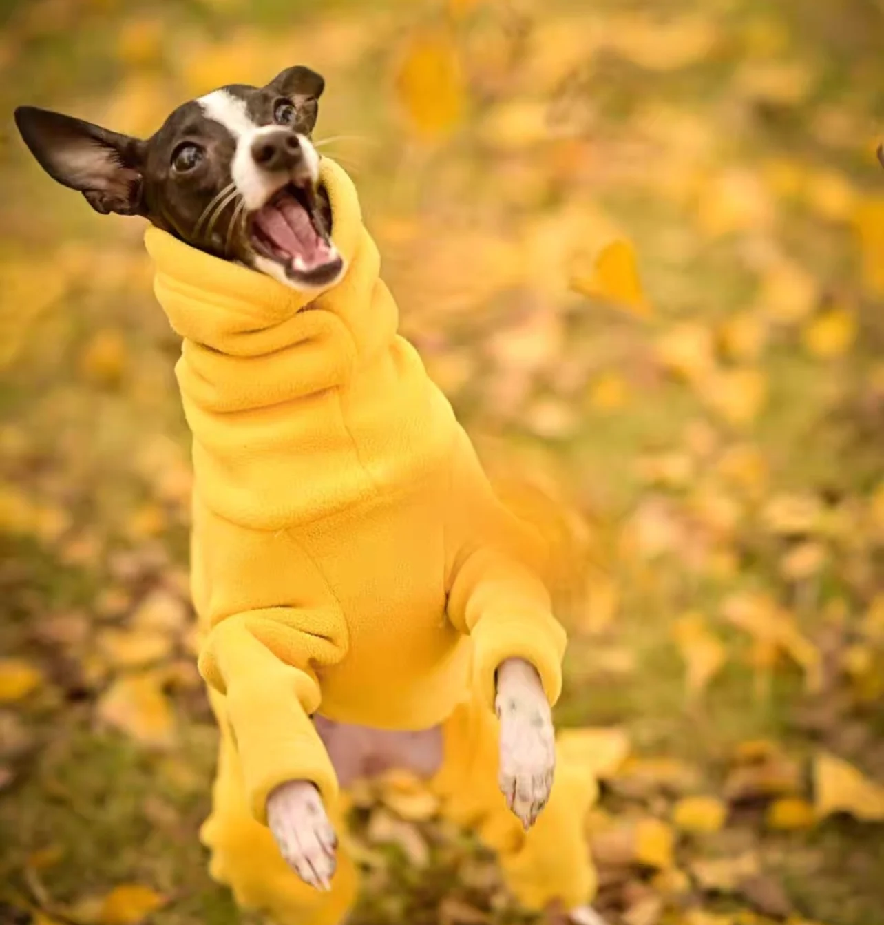 Mono polar de primavera e invierno para galgo italiano, abrigo amarillo suave de 4 patas con cuello alto a la moda para proveedor de mascotas Whippet - imagen 5