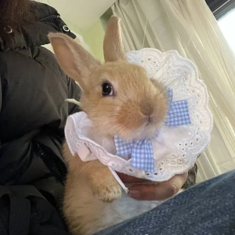 Collar de perlas con lazo de encaje, pañuelo para perro y gato, gatos, gatitos, perros, cachorros, babero, Collar, corbata, correa para el cuello, accesorios para bufanda - imagen 5