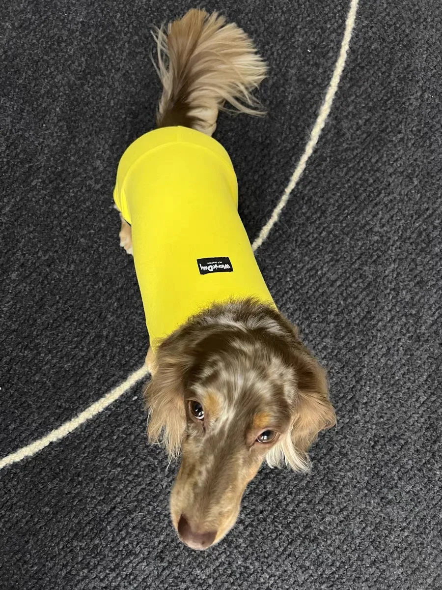 Moda Primavera Invierno Cachemira para perro Wiener camiseta interior amarilla de manga larga para perro Wiener ropa de descanso de otoño para perro tejón - imagen 4
