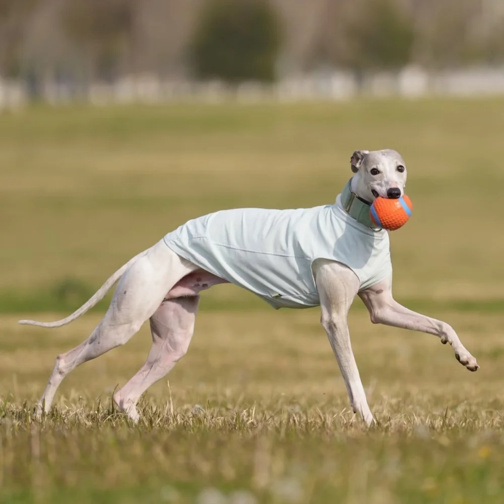 Verano Protector solar de secado rápido Chaleco de tela fría para galgo italiano Camiseta delgada transpirable para Bedlington Whippet Abrigo de primavera - imagen 5
