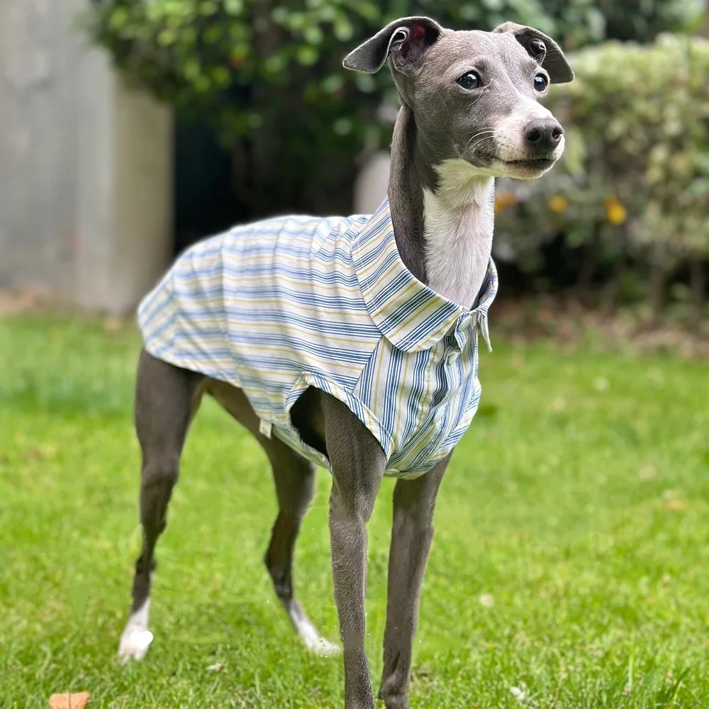 Galgo italiano Camisa sin mangas de algodón a rayas azules Tejido fresco y cómodo Verano Ropa de perro Whippet ultrafino - imagen 2