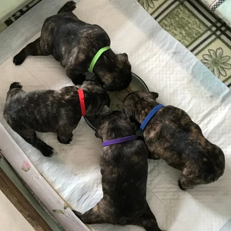 Collar de clasificación para mascotas, Collar de identificación para cachorros y gatitos, Collar de nacimiento para perros y gatos recién nacidos, suministros suaves para mascotas cortables - imagen 2