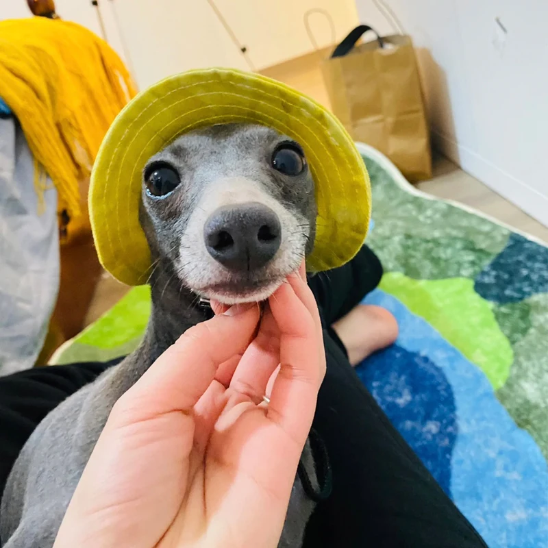 Sombrero de protección solar de pequeño galgo de verano, sombrero para exteriores con agujeros para las orejas, gorra ajustable para Whipbit, sombrero fresco transpirable para perros pequeños multimedia - imagen 4