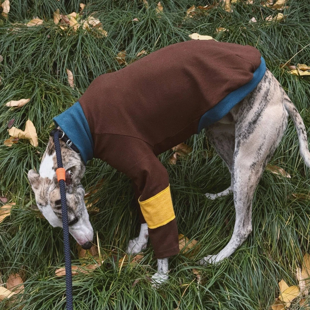 Jersey elástico de algodón para galgo italiano – Primavera - imagen 3