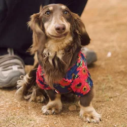 Camiseta de algodón sin mangas estampado floral para perro salchicha