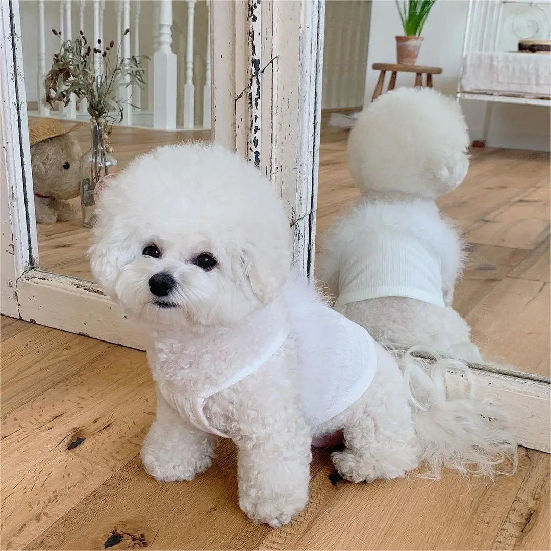 Camiseta sin mangas con tirantes de plumas para perros INS, ropa sólida de osos de Pomerania para mascotas, camiseta sin mangas con tirantes, ropa para cachorros - imagen 5