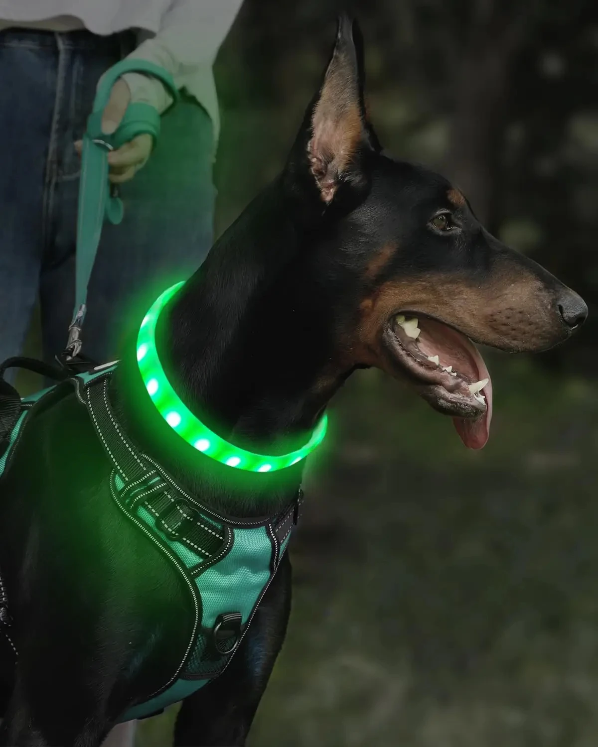 Collar brillante descolorido RGB para perros, Collar para perros grande, mediano, recargable por Usb, luz Led luminosa, accesorios de seguridad nocturna para mascotas - imagen 5