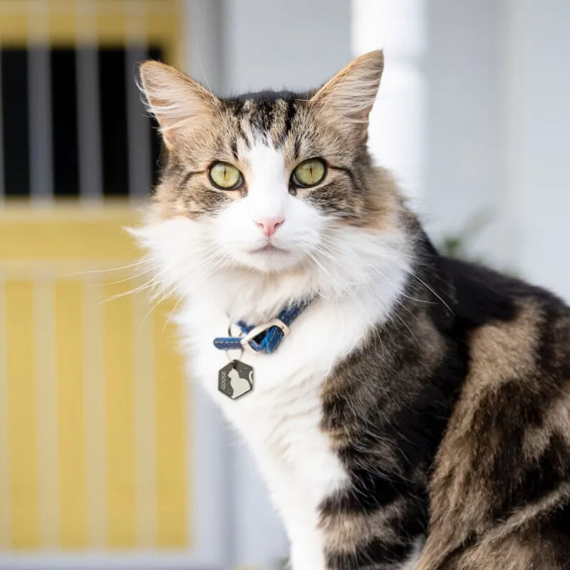 Etiqueta de exposición de gato personalizada, etiqueta de identificación de nombre de gato hexagonal, etiqueta de gato de acero inoxidable, etiqueta antipérdida para mascotas, accesorios para gatitos, Collar para mascotas - imagen 4