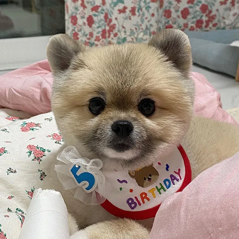 Babero con bordado de oso para perro, babero para mascota, toalla de Saliva, babero de peluche, Hiromi, accesorios para cachorros y gatos pequeños, suministros para perros - imagen 3