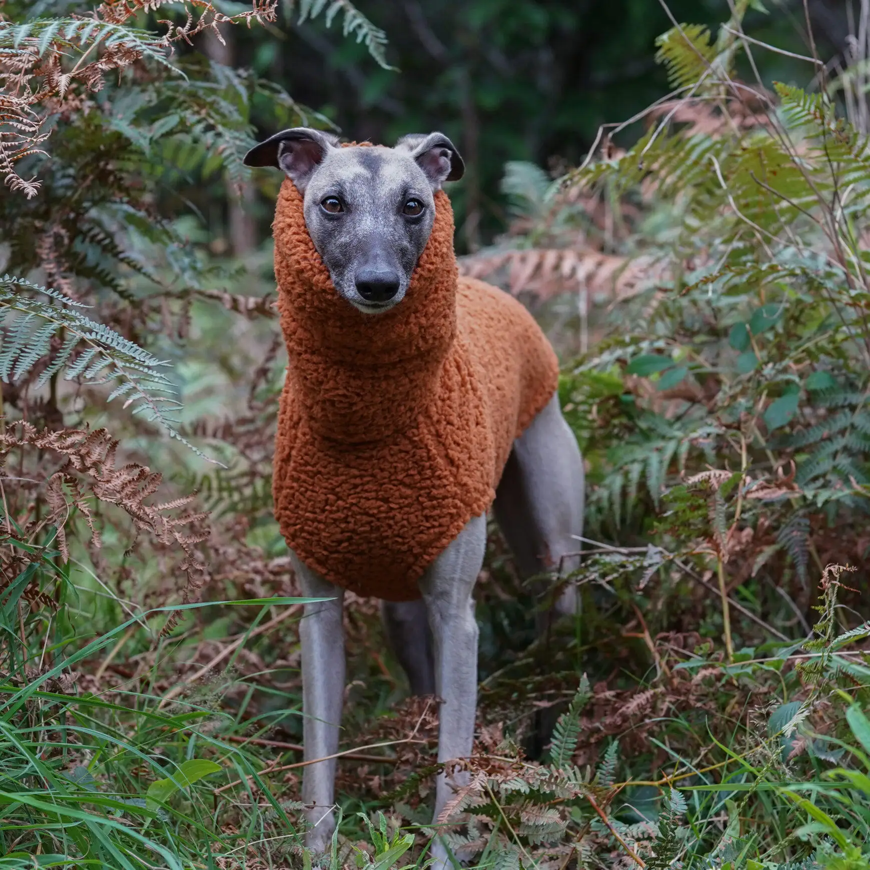 Suéter de lana naranja para perros Whippet, galgo húngaro y español - imagen 4