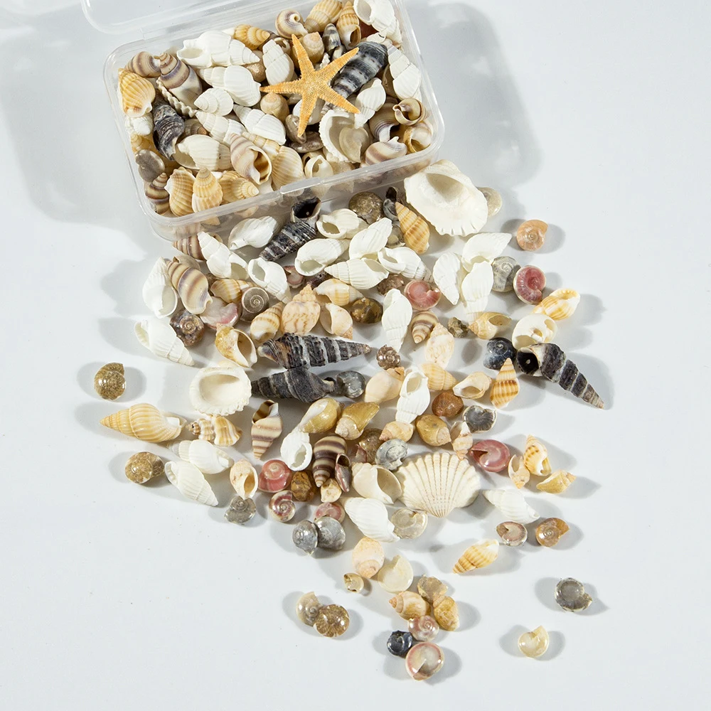 1 caja de adornos de estilo mixto aleatorio, concha Natural, paisaje de acuario, concha de mar pequeña, decoración de playa, suministros para pecera, manualidades DIY - imagen 4