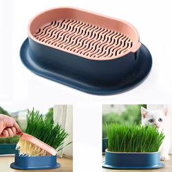 Kit hierba para gatos – Plato hidropónico de brotes