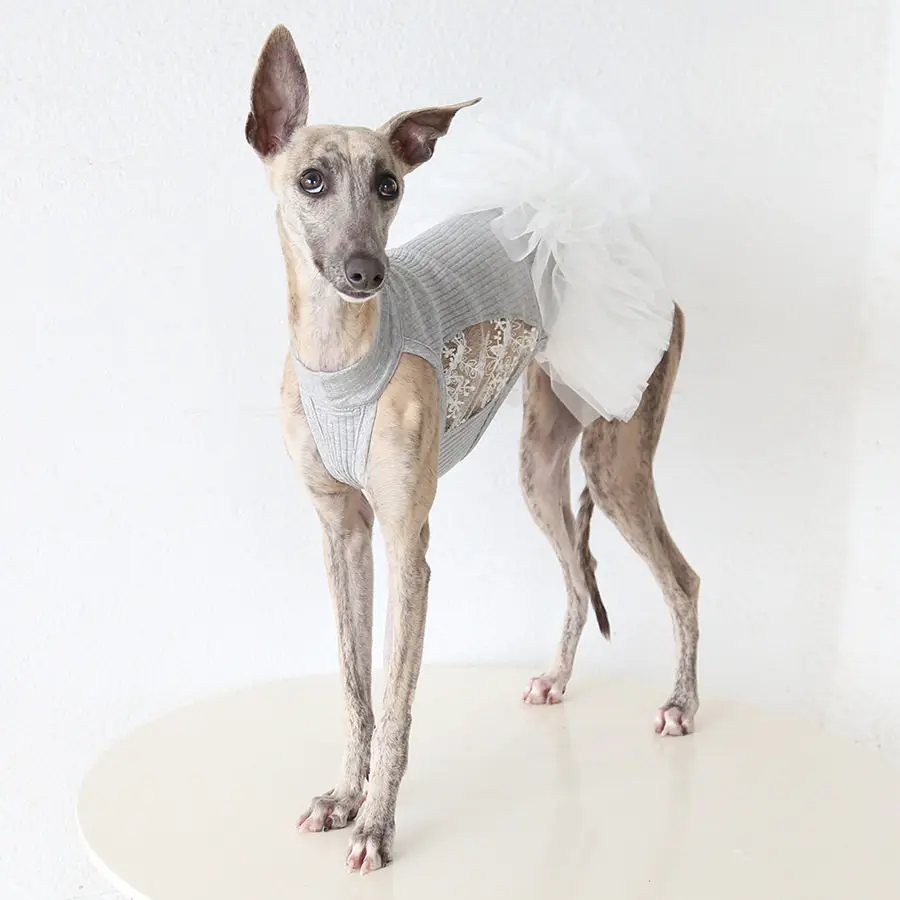 Vestido encaje blanco primavera verano para Whippet Greyhound italiano - imagen 3