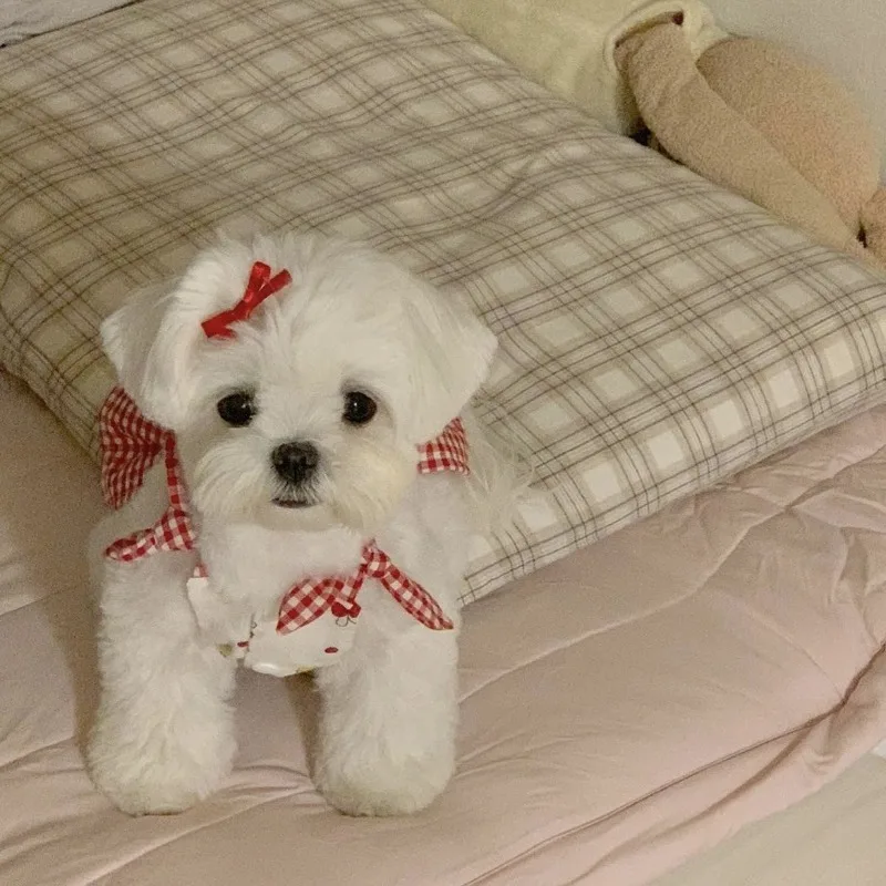 Chaleco transpirable con lazo para perro, falda para cachorro, vestidos de verano para perro, camisola bonita Retro, conjunto de falda, chaleco refrescante para gato, oso de peluche - imagen 3