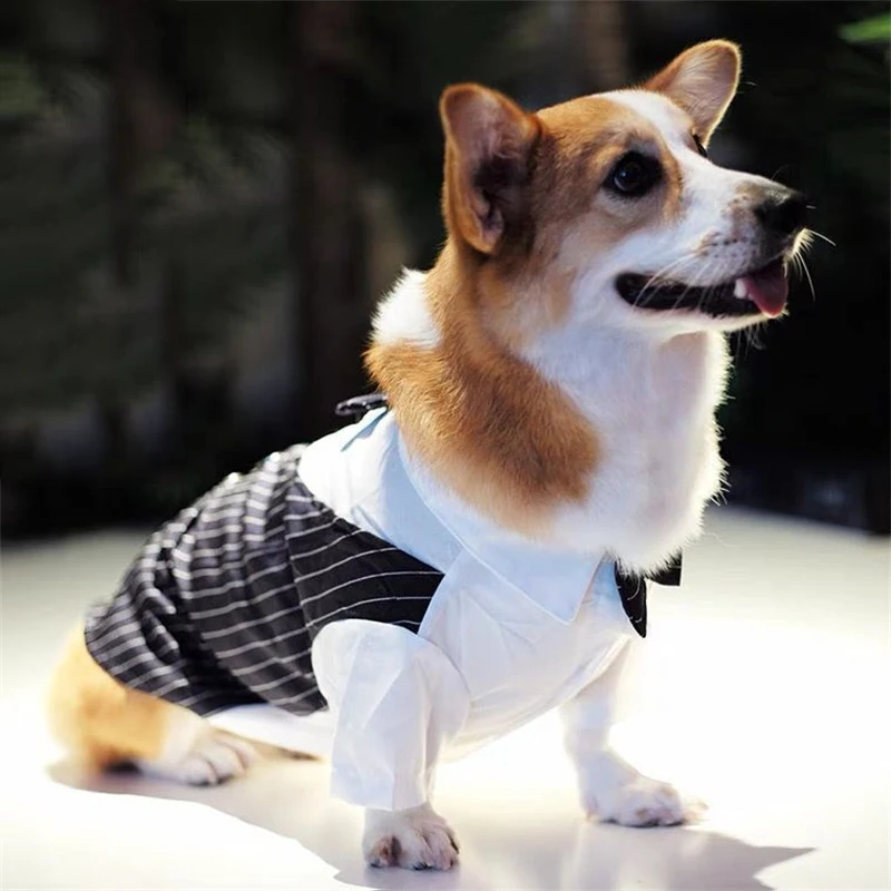 Perro elegante en sesión fotográfica