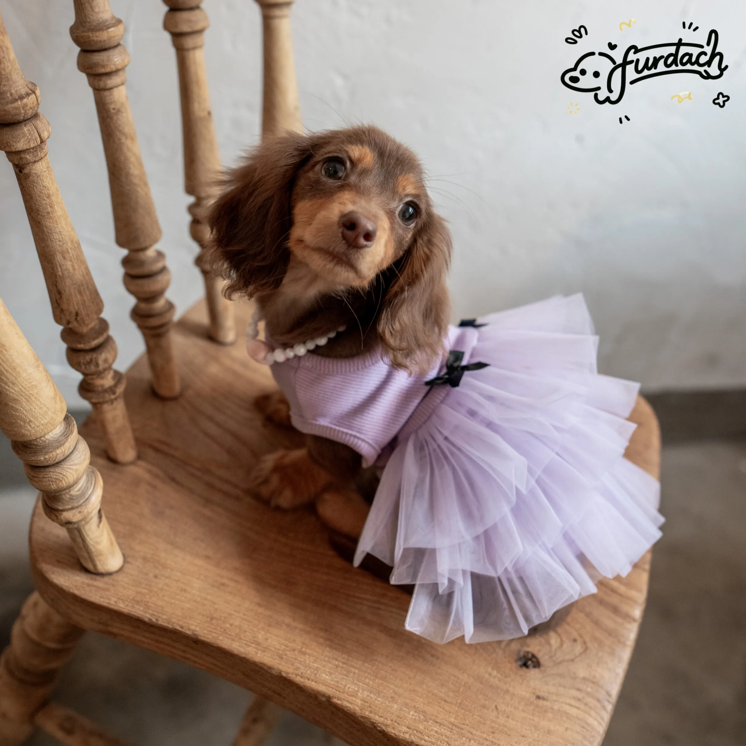 Vestido rosa encaje algodón falda morada para Dachshund primavera - imagen 4