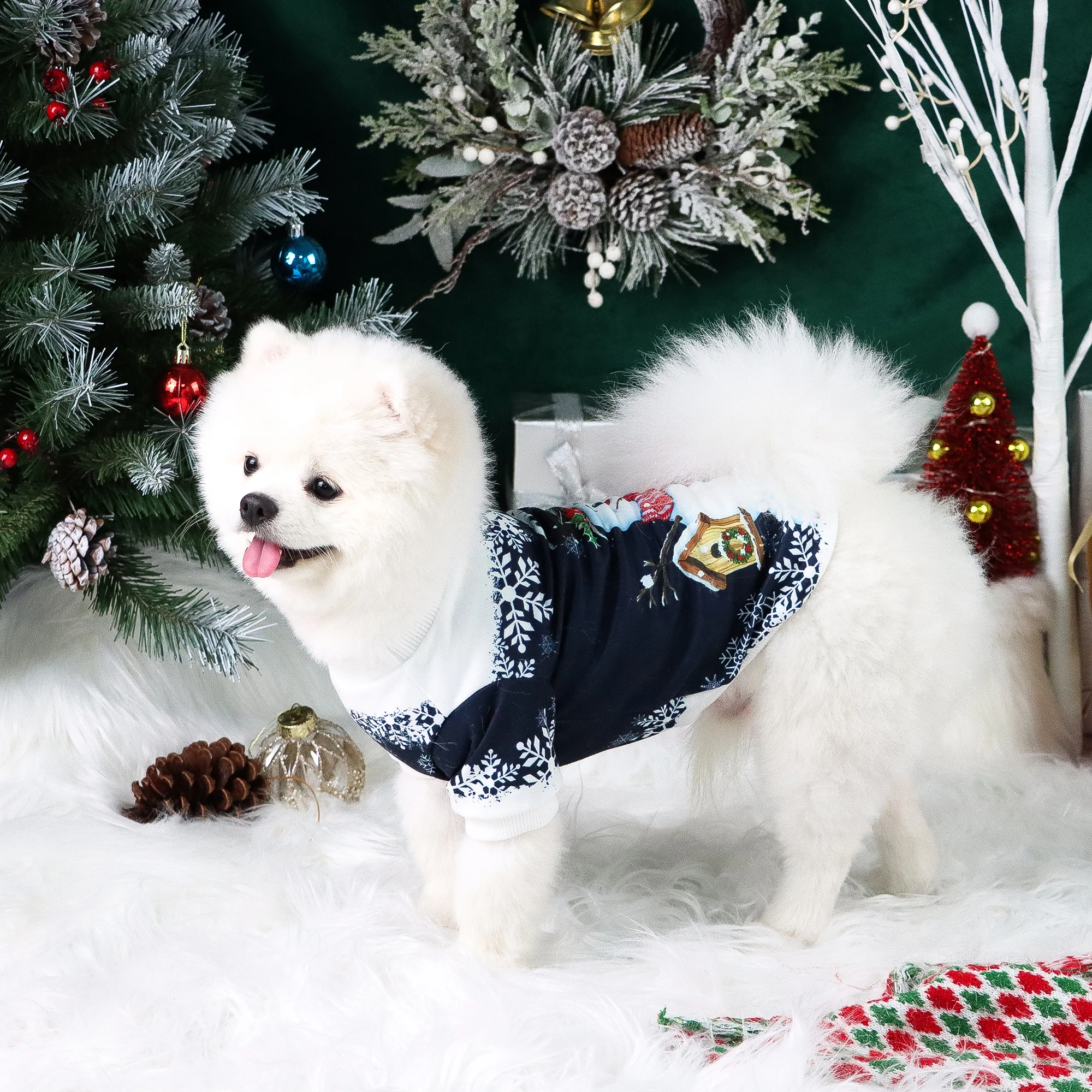 Perro con sudadera en uso diario