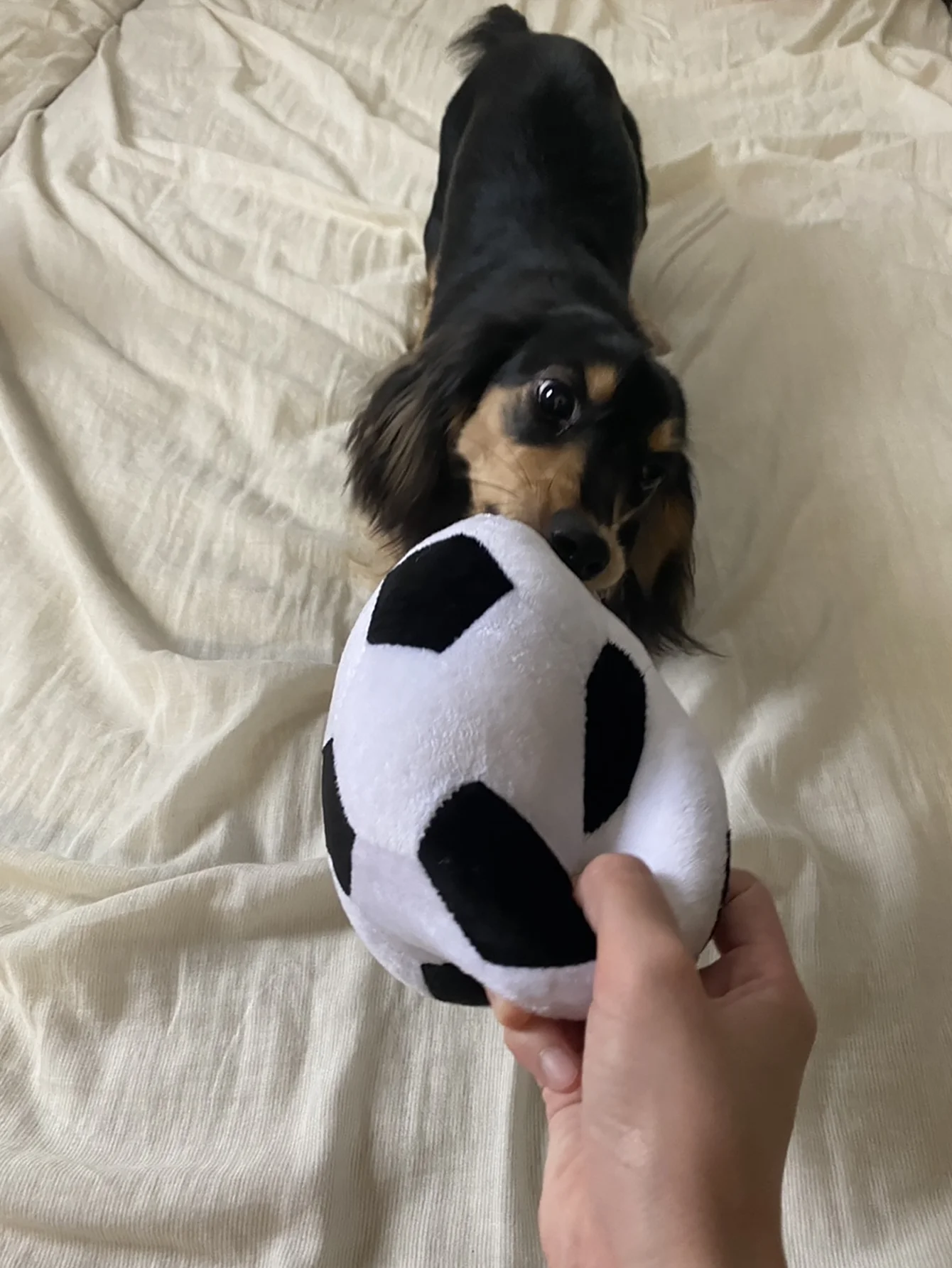 Juguete peluche balón fútbol con ventosa para perros pequeños y medianos - imagen 3