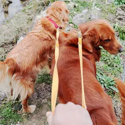 Arnés para perros con correa manos libres para caminar y trotar