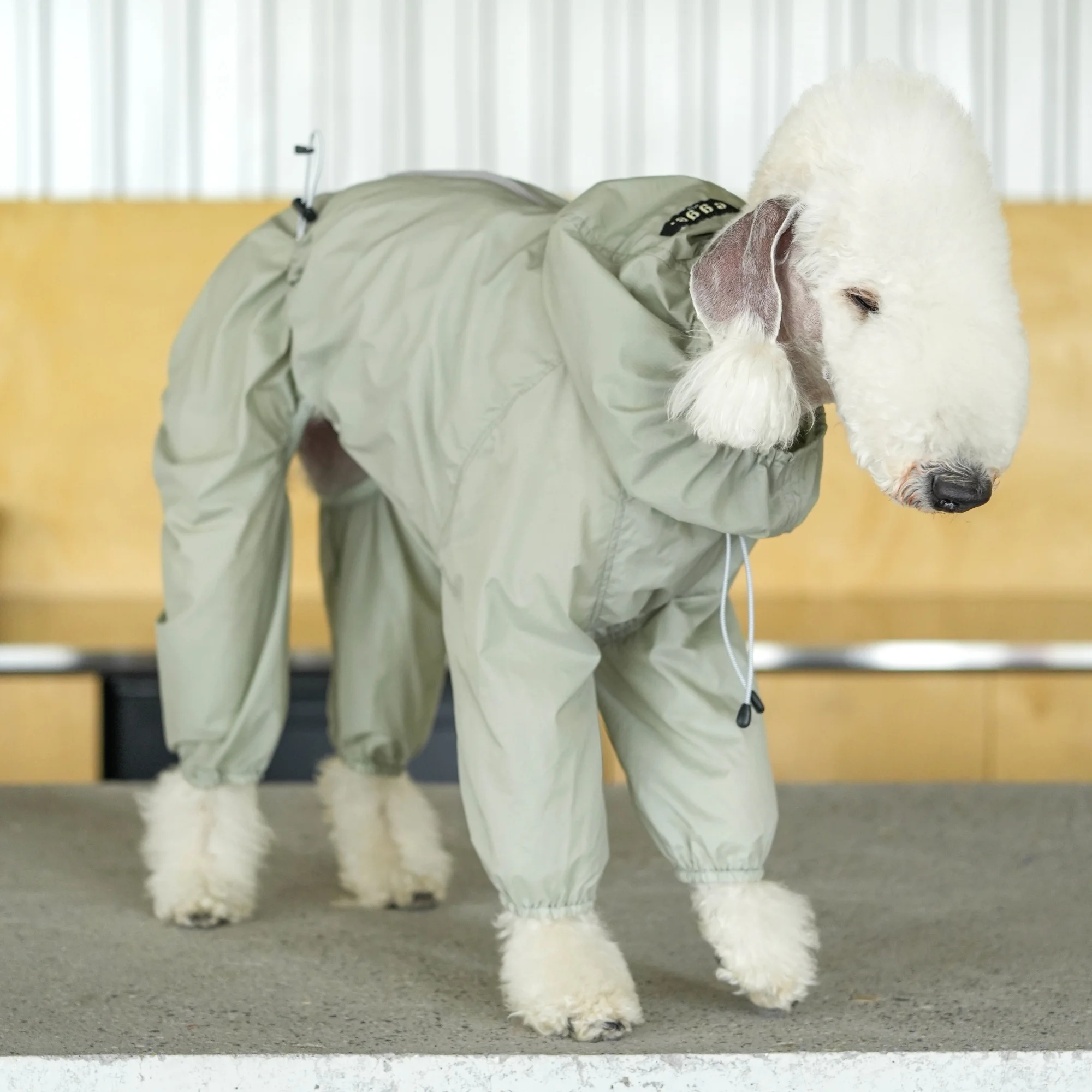UPF50+ Traje de piel ligera para Bedlington Abrigo con capucha de verano transpirable y delgado protector solar para galgo italiano Mid Dogs Chaqueta a prueba de viento - imagen 5