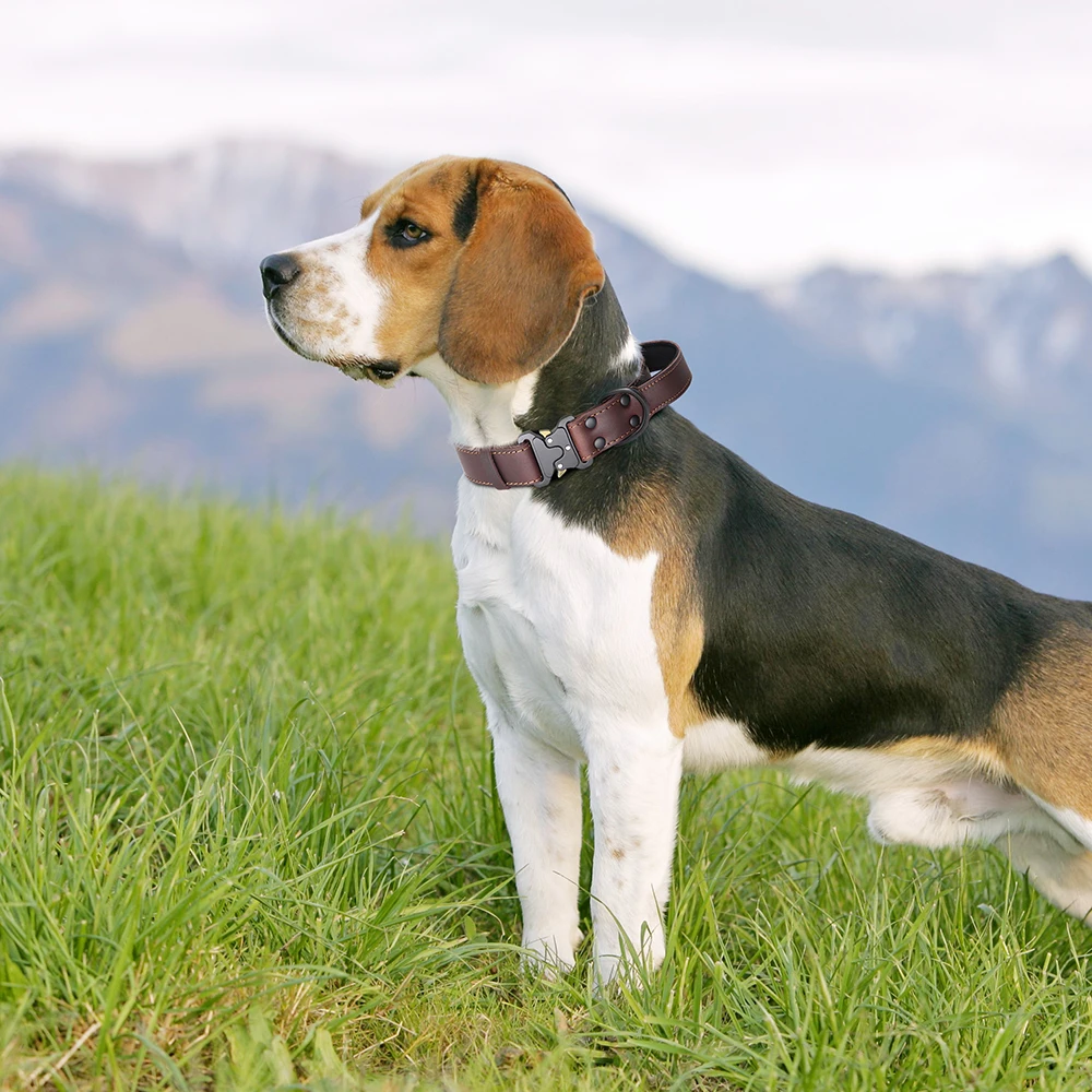Collar de perro de cuero auténtico con mango, Collar de cuero militar táctico para perros medianos y grandes, entrenamiento de pastor alemán y caza - imagen 5