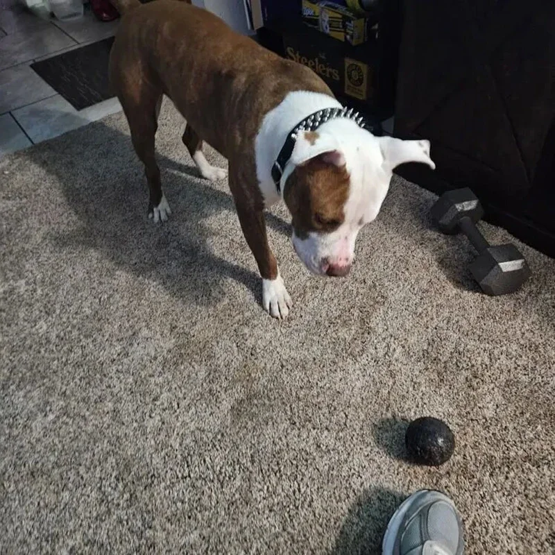 Collar de perro de PU con remaches de punta Punk, Gargantilla ajustable antimordida para mascotas para perros pequeños, medianos y grandes, Bull Terrier, Doberman Pinscher - imagen 3