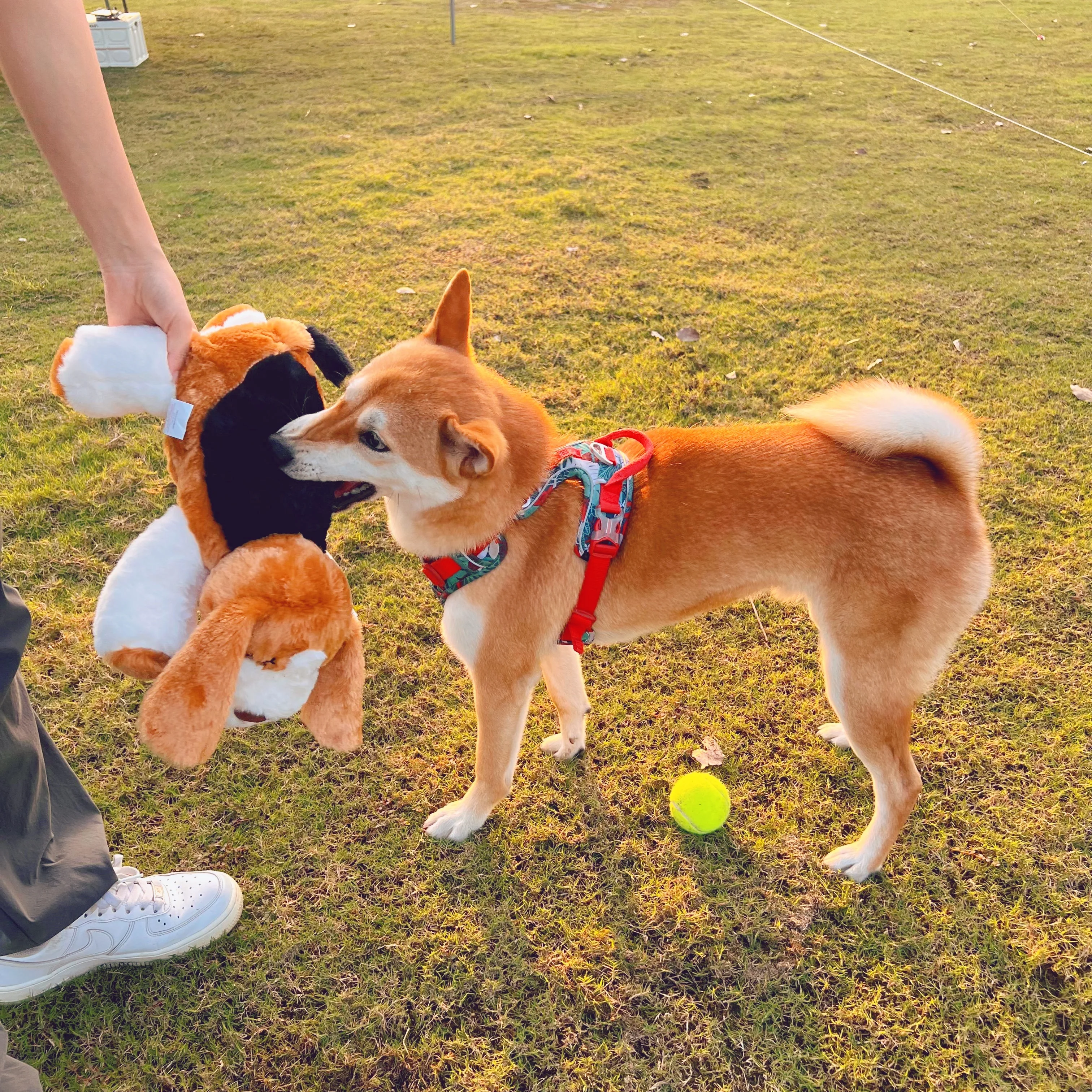 Regalo de Navidad, juguete de latido del corazón para cachorros, alivio del estrés, ayuda calmante para dormir, caja de entrenamiento, juguetes para perros - imagen 2